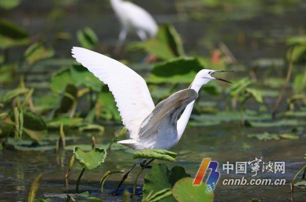 Egrets Dongqian gölündə yaşayır